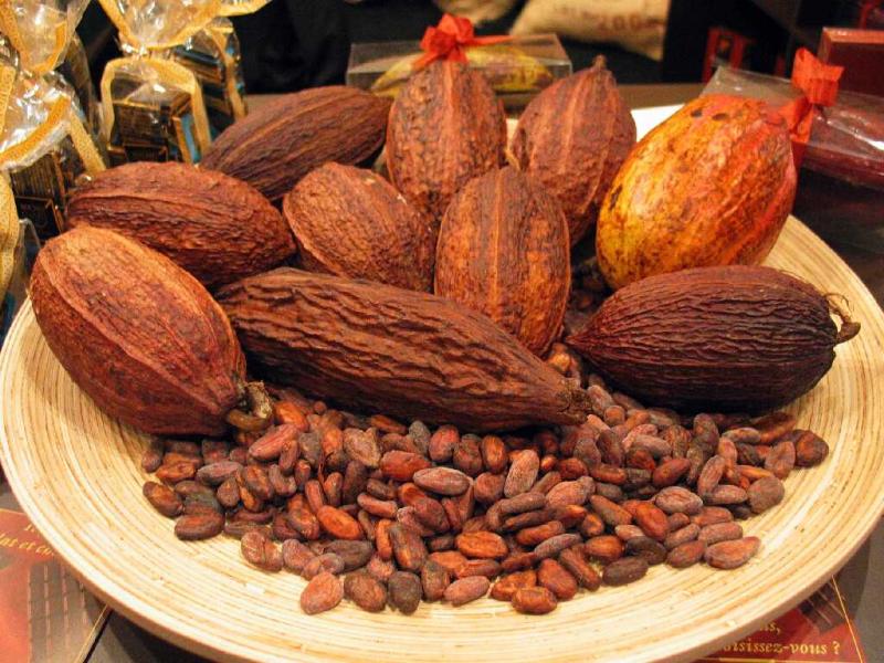 Il Tipi di Cioccolato, Il Cacao e la Cioccolata
